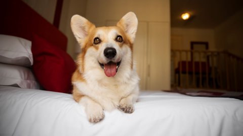 Accommodation with pets